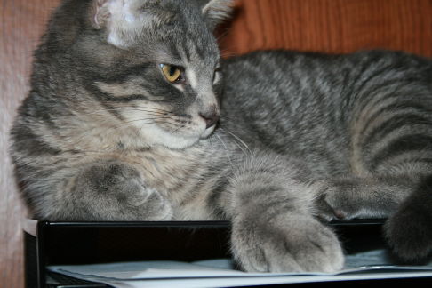 Picture of a cat / kitten / feline