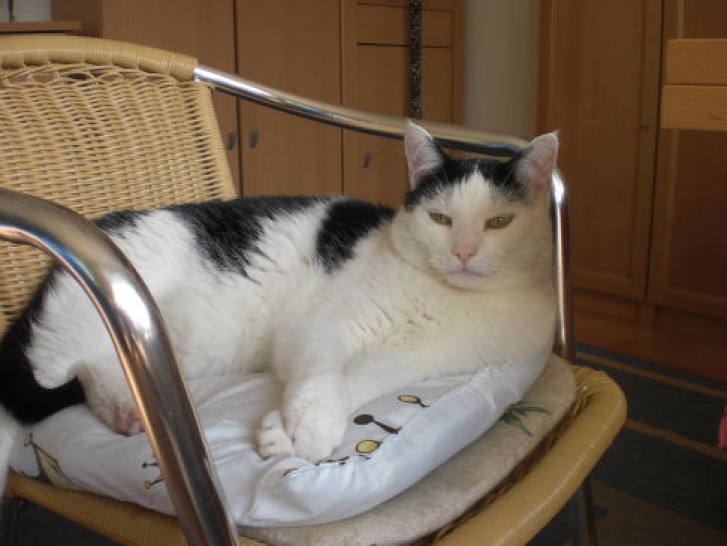 Picture of a cat / kitten / feline