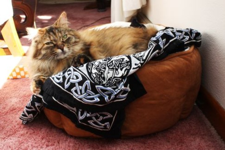 Picture of a cat / kitten / feline