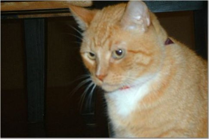 Picture of a cat / kitten / feline