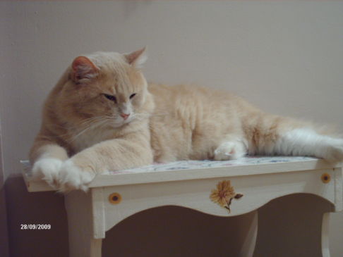 Picture of a cat / kitten / feline