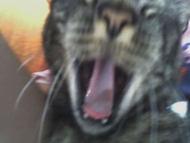 Picture of a cat / kitten / feline