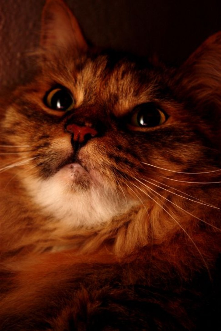 Picture of a cat / kitten / feline