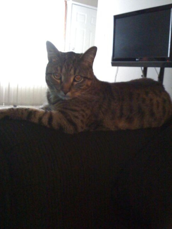 Picture of a cat / kitten / feline