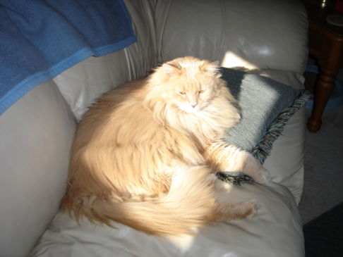 Picture of a cat / kitten / feline