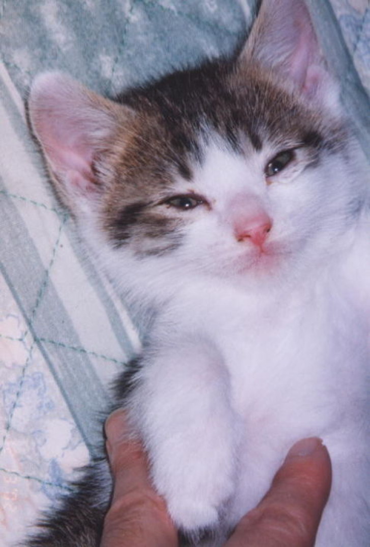 Picture of a cat / kitten / feline