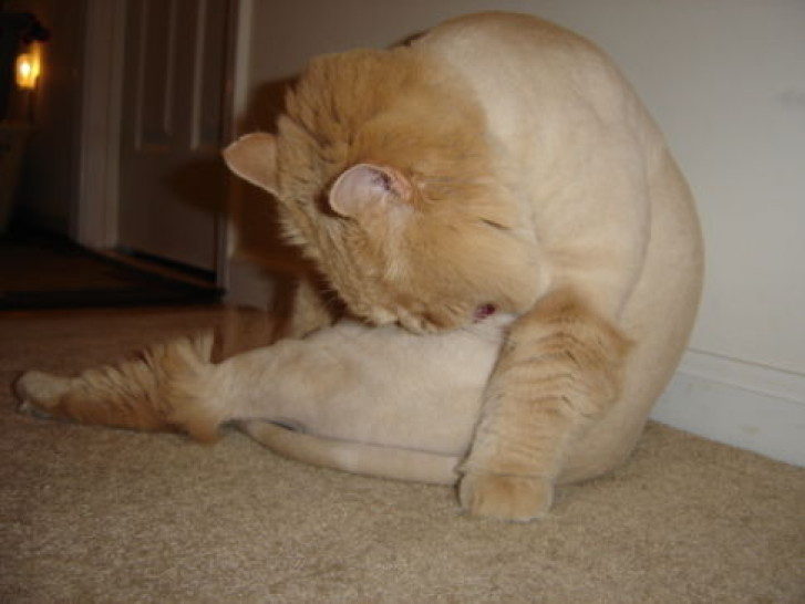 Picture of a cat / kitten / feline