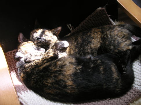 Picture of a cat / kitten / feline