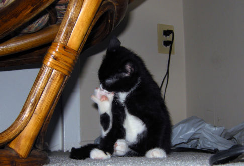 Picture of a cat / kitten / feline