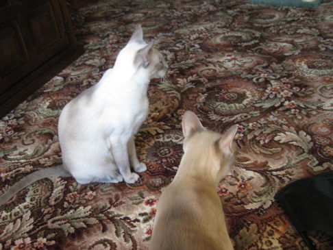 Picture of a cat / kitten / feline