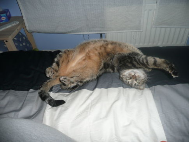 Picture of a cat / kitten / feline