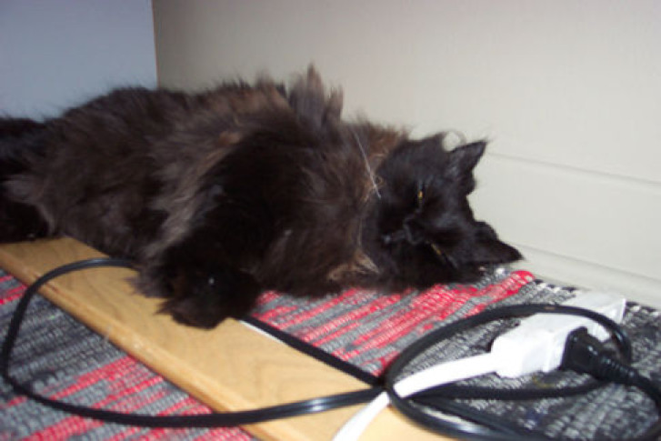 Picture of a cat / kitten / feline