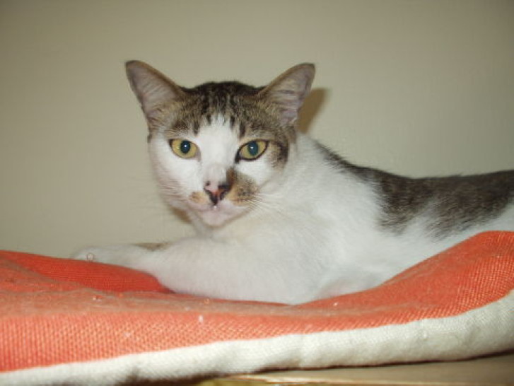 Picture of a cat / kitten / feline