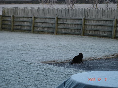 Picture of a cat / kitten / feline