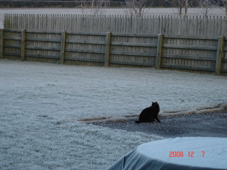 Picture of a cat / kitten / feline