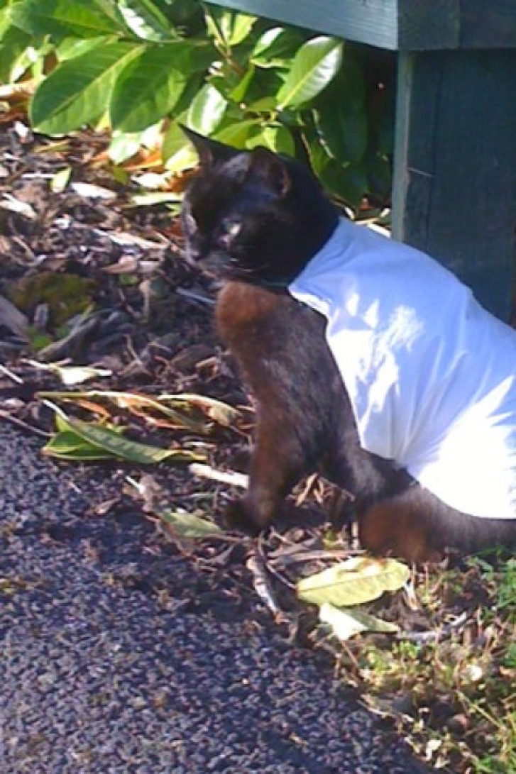 Picture of a cat / kitten / feline