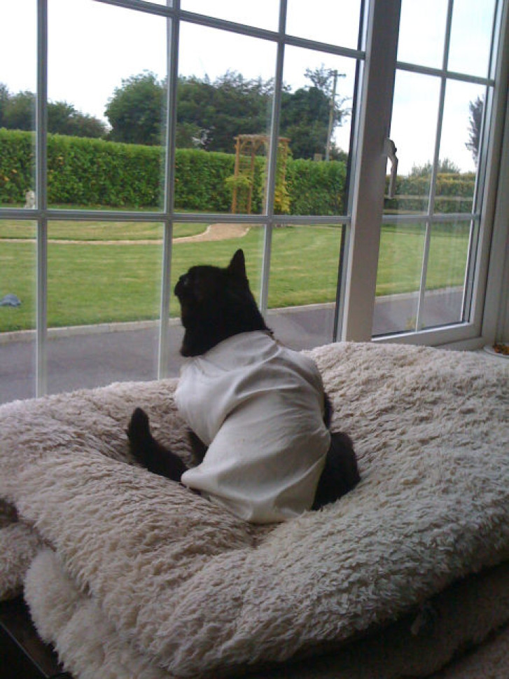 Picture of a cat / kitten / feline