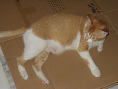 Picture of a cat / kitten / feline