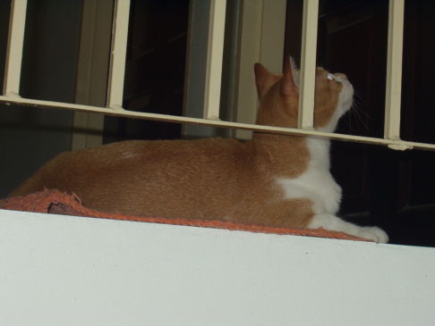 Picture of a cat / kitten / feline