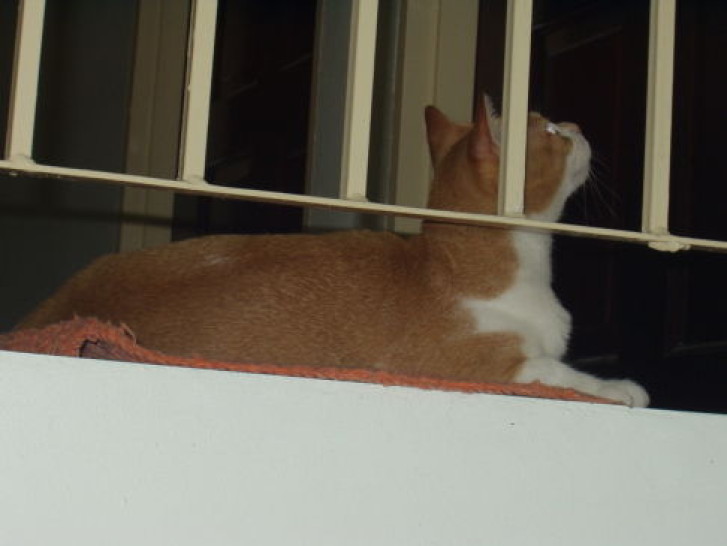 Picture of a cat / kitten / feline