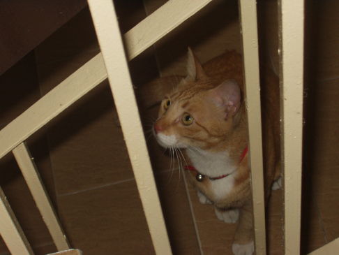 Picture of a cat / kitten / feline