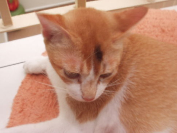 Picture of a cat / kitten / feline