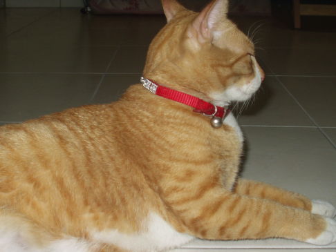 Picture of a cat / kitten / feline