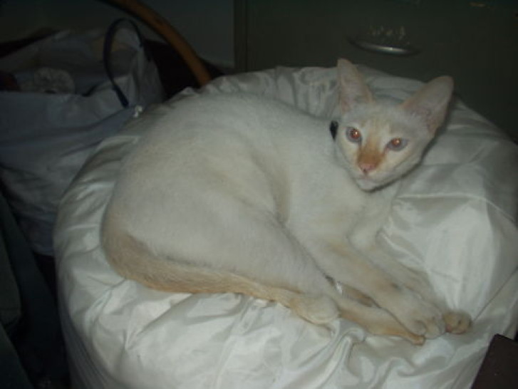 Picture of a cat / kitten / feline