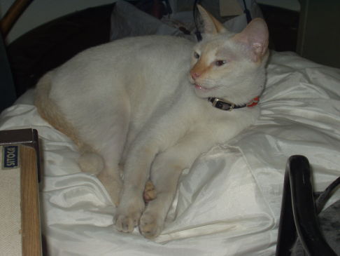 Picture of a cat / kitten / feline