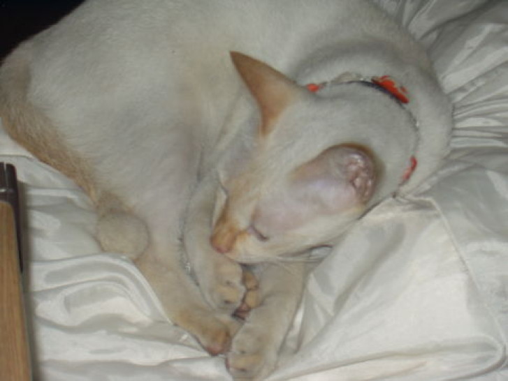 Picture of a cat / kitten / feline