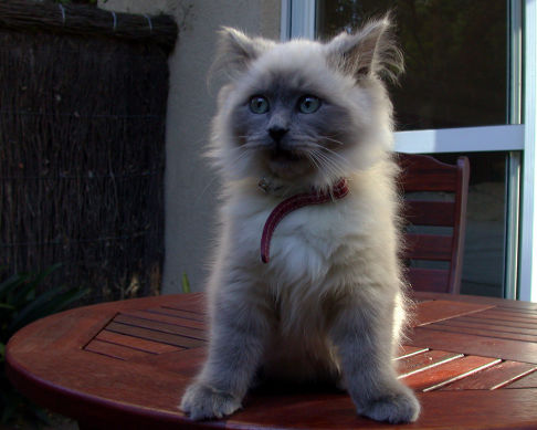 Picture of a cat / kitten / feline