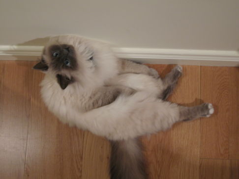 Picture of a cat / kitten / feline