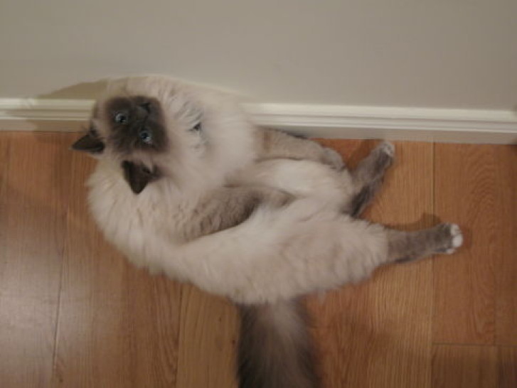 Picture of a cat / kitten / feline