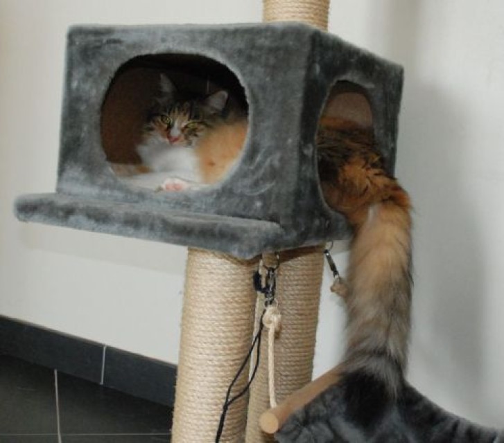 Picture of a cat / kitten / feline