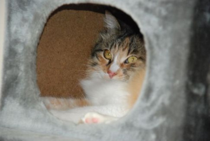 Picture of a cat / kitten / feline