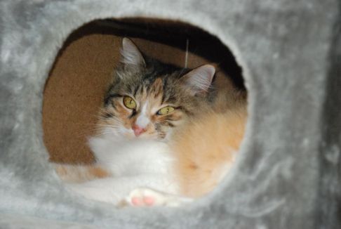 Picture of a cat / kitten / feline