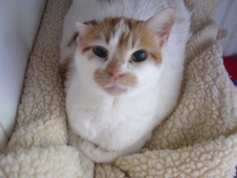 Picture of a cat / kitten / feline