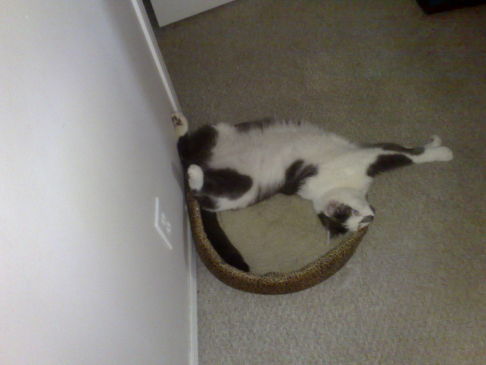 Picture of a cat / kitten / feline