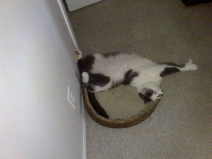 Picture of a cat / kitten / feline