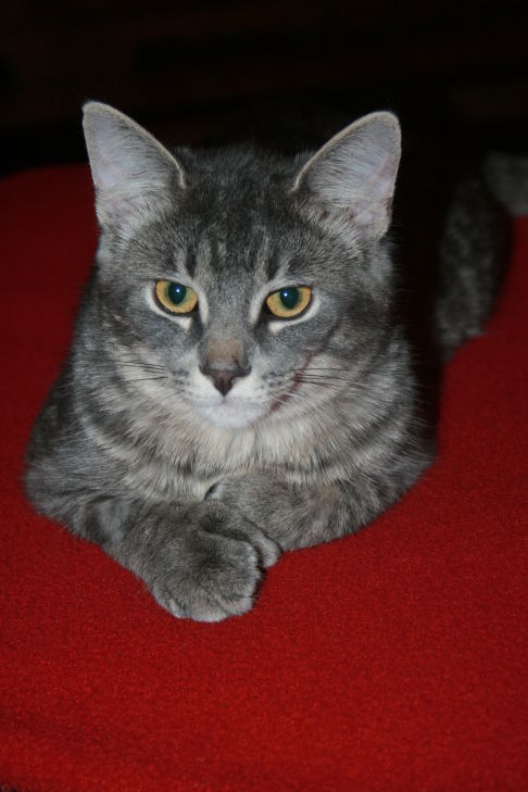 Picture of a cat / kitten / feline