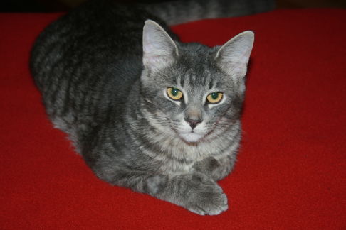 Picture of a cat / kitten / feline