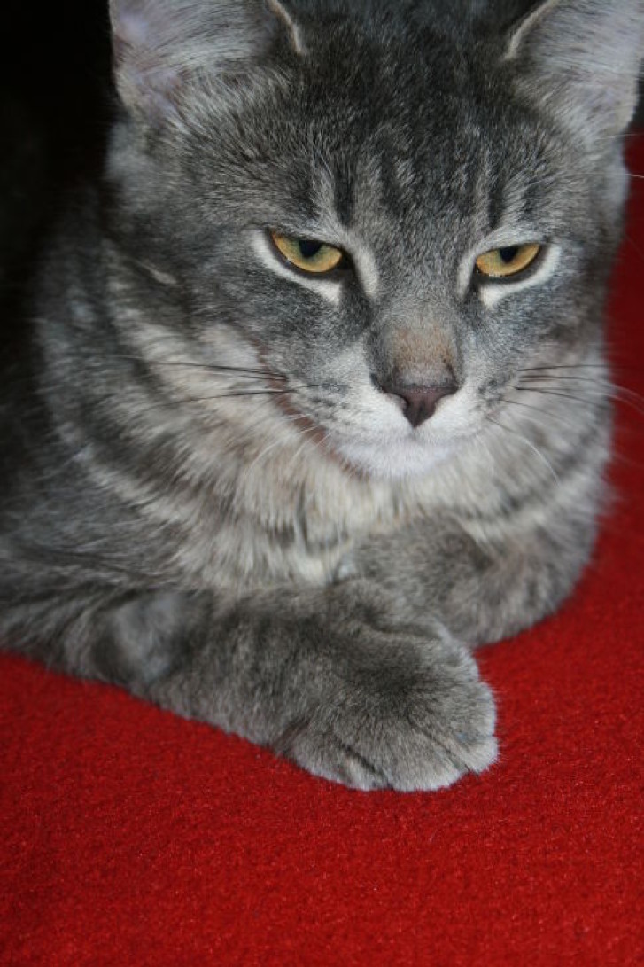 Picture of a cat / kitten / feline