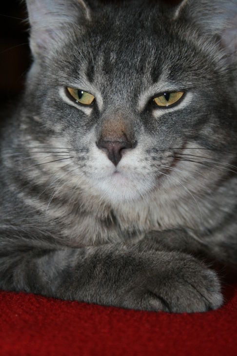 Picture of a cat / kitten / feline