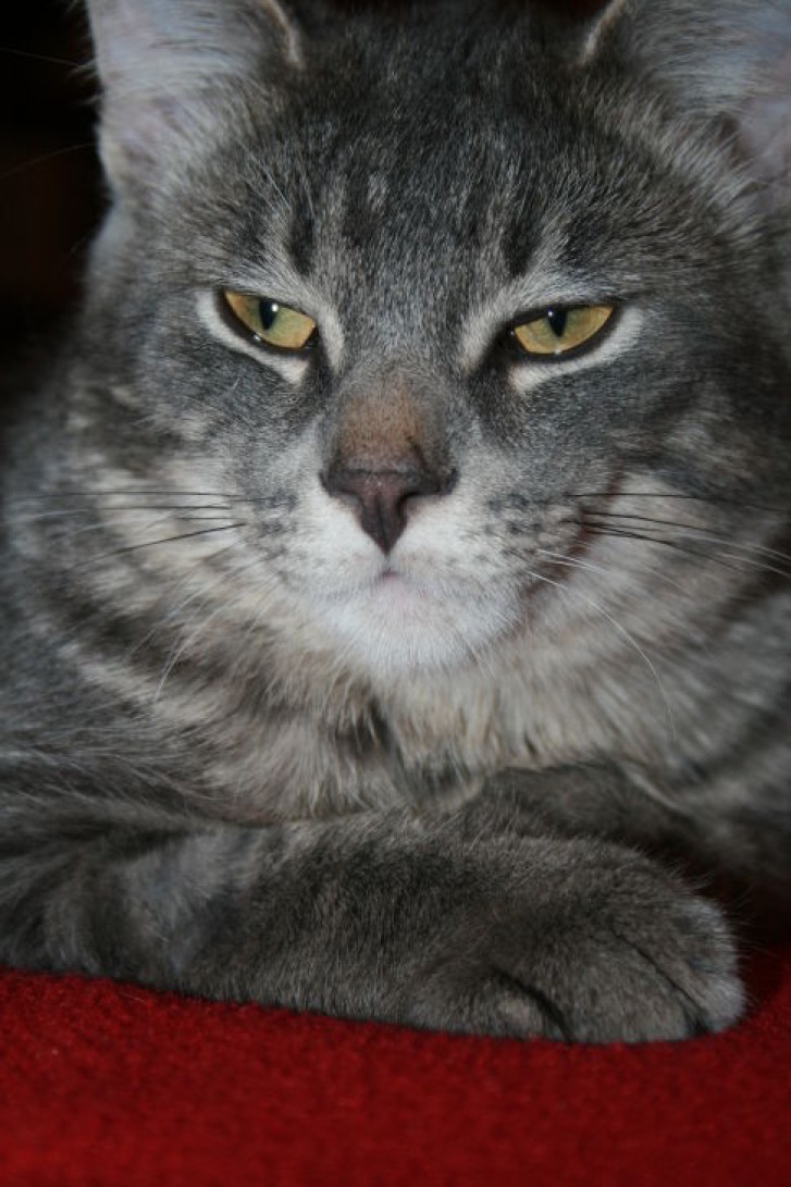 Picture of a cat / kitten / feline