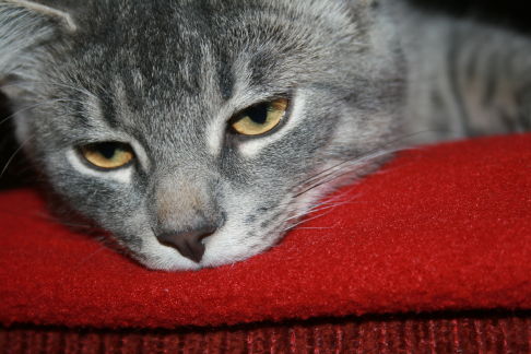 Picture of a cat / kitten / feline