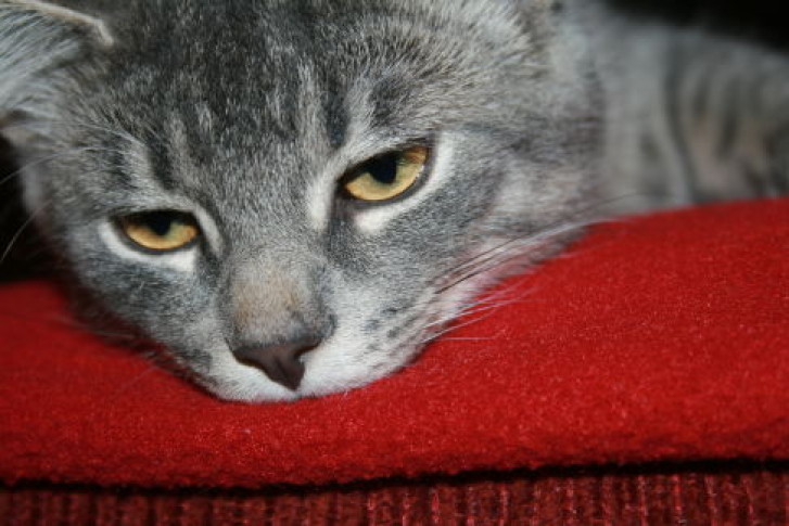 Picture of a cat / kitten / feline