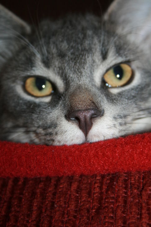 Picture of a cat / kitten / feline