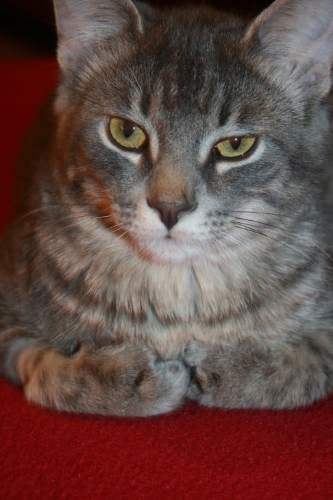 Picture of a cat / kitten / feline