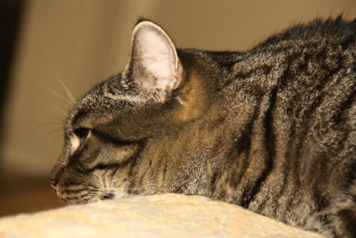 Picture of a cat / kitten / feline