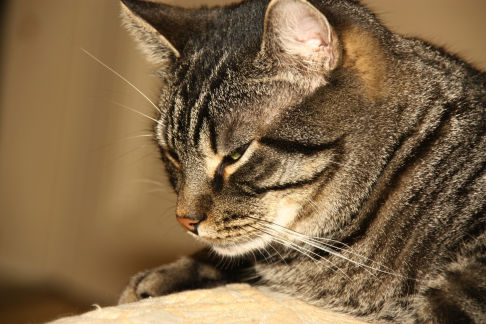 Picture of a cat / kitten / feline